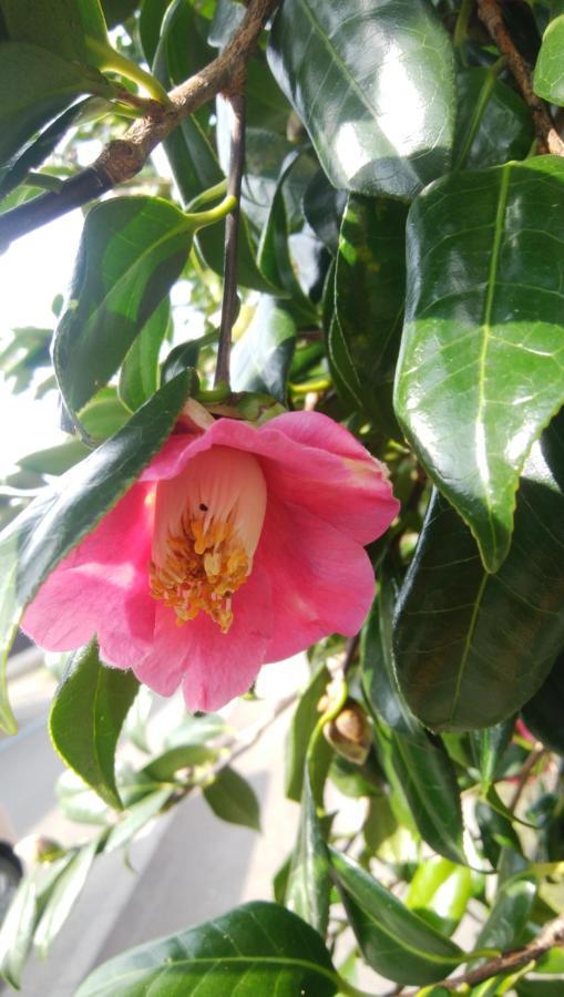 築100年の宿【はぶの家】 Oshima Luaran gambar